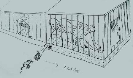 Drawing made by a former prisoner who was detained in the Chongori prison. North Korean prisoner pretends to be asleep and uses food to catch a mouse which he will eat raw.