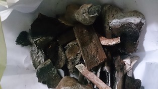 Recovered bones from the kiln 
