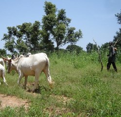 The majority of Fulanis are herdsmen, while the Berom community is comprised mainly of farmers.