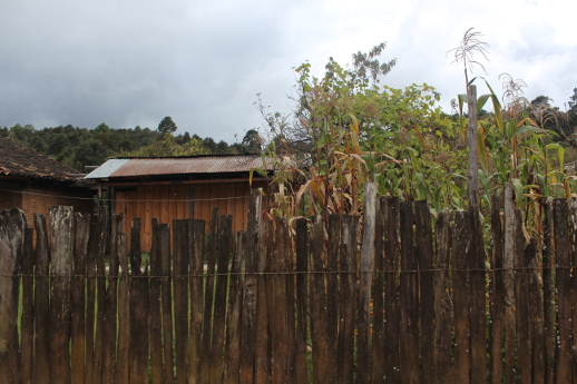 Corn peeks over a fence in Santa Rosalia.