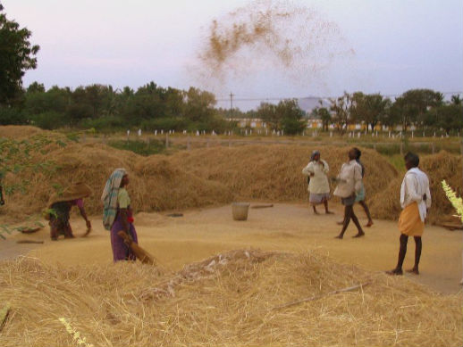 Winnowing grain in a Dalit village near Madurai, Tamil Nadu. 2006 photo.