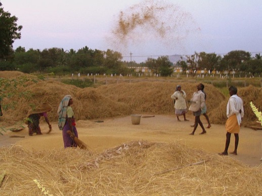 People threshing in a Dalit village near Madurai, Tamil Nadu, 2006