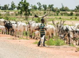 A Fulani boy herding cattle in Bauchi State, northern Nigeria.