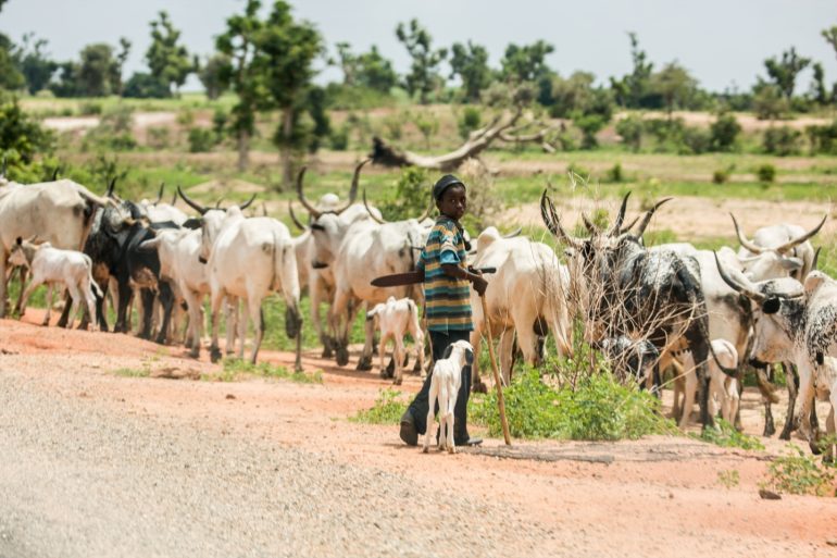 A Fulani boy herding cattle in Bauchi State, northern Nigeria.