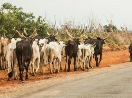 Nigeria: cattle-grazing ban seeks to end Fulani violence