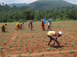 A Christian farming community in Kandhamal is vulnerable to not just economic shocks but also violence. (Photo: World Watch Monitor)